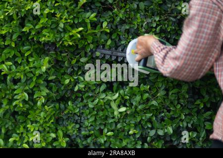 Asian male gardener trimming trees with electric cutter at garden. Modern gardening equipment for work. The process of landscaping during the summer. Stock Photo