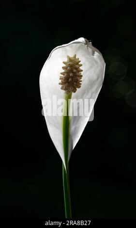 A beautiful white peace lily flower on a slender green stem. Stock Photo