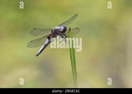 Male Scarce Chaser Dragonfly [ Libellula fulva ] on grass stem, Somerset, UK Stock Photo