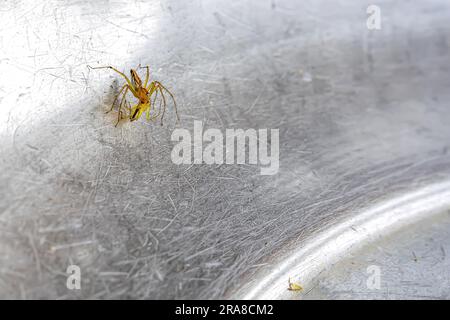 A small spider that lives in the grass on the metal ground. Stock Photo