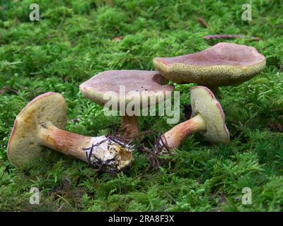 Red cracking bolete (Xerocomus chrysenteron) Stock Photo