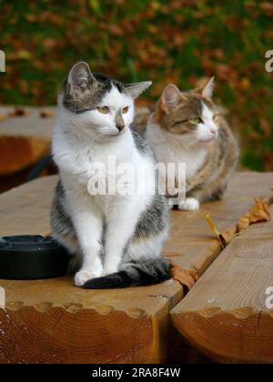 2 house cats on wooden bench, outside Stock Photo
