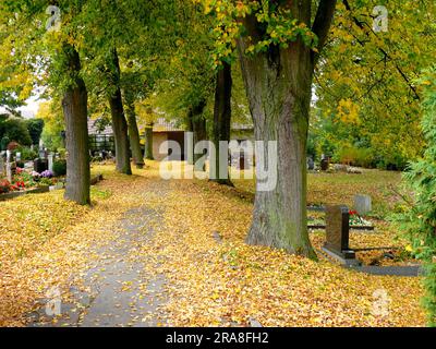 Avenue of trees in the cemetery, autumn Stock Photo