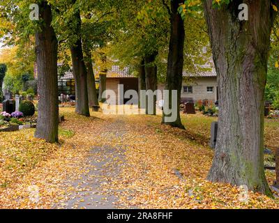 Avenue of trees in the cemetery, autumn Stock Photo