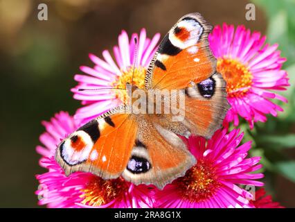 Peacock butterfly on pink aster flowers Stock Photo