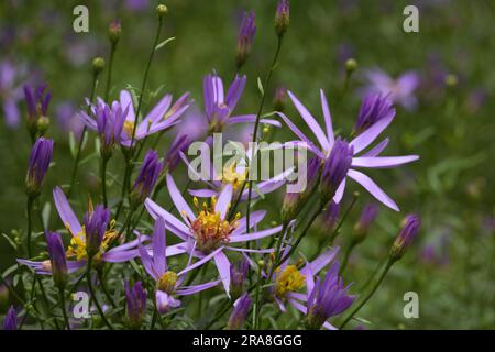 Sharp Perennial Aster - Aster sedifolius 'Nanus' Stock Photo