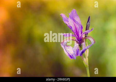 commonly known as Siberian iris (Iris sibirica) or Siberian flag, growing in the meadow close to the Dnieper river in Kiev, Ukraine, under the soft Stock Photo