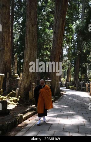 Miyajima Island, Deers and Cherry Trees Stock Photo