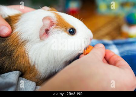 A child is feeding a funny Guinea pig. Guinea pig eating a carrot Stock Photo