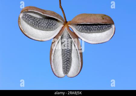 Fiveleaf Akebia, fruits (Akebia quinata), Five Leaf Akebia, Chocolate Vine, Lardizabalaceae Stock Photo