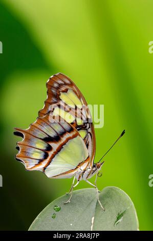 Malachite butterfly (Siproeta stelenes), malachite, bamboo page, lateral Stock Photo