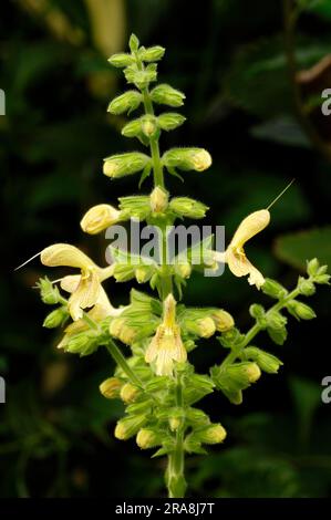 Jupiter's Sage (Salvia glutinosa), Hardy Sage, Sticky Clary, Sticky Sage, JupiterÂ¿s Distaff, Yellow Sage Stock Photo