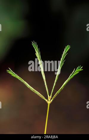 Mimosa, Leaves, sensitive plant (Mimosa pudica), Touch-me-not, Mimosa family, Mimosaceae Stock Photo