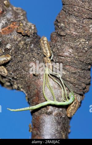 Sippi Insect Eggs of the Pink-winged stick insect (Sipyloidea sipylus), occurrence ...