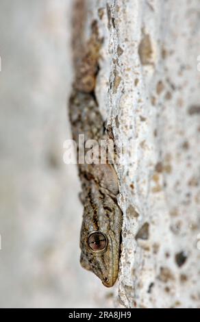 Young Moorish Gecko, Provence, Southern France, Moorish Wall Gecko (Tarentola mauritanica), Wall Gecko, Common Gecko, Crocodile Gecko Stock Photo