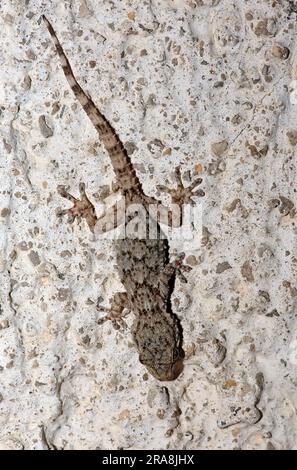 Young Moorish Gecko, Provence, Southern France, Moorish Wall Gecko (Tarentola mauritanica), Wall Gecko, Common Gecko, Crocodile Gecko Stock Photo