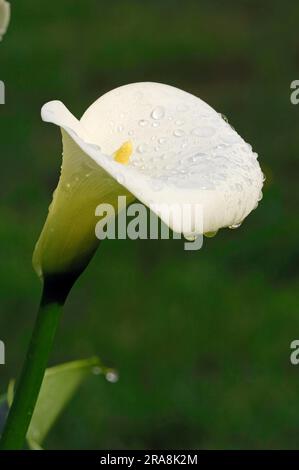 White Arum Lily (Zantedeschia aethiopica), Common Arum Lily Stock Photo