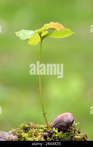 American Red Oak (Quercus rubra), seedling, France Stock Photo