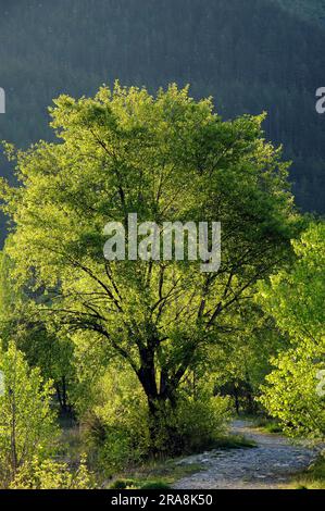 Black poplar (Populus nigra), France Stock Photo