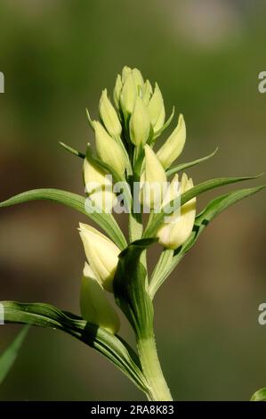 Hellebore (Helleborus), Provence, South of France (Cephalanthera damasonium) Stock Photo