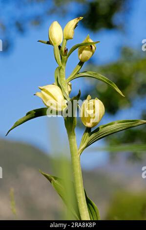 White Helleborine (Cephalanthera damasonium), Provence, Southern France Stock Photo