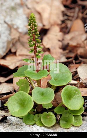 Rock navelwort, Provence, Southern France, penny-pies (Umbilicus
