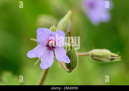 Round-leaved cranesbill (Geranium rotundifolium), Provence, Southern France Stock Photo