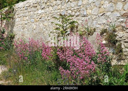 Red Valerian (Centranthus ruber), Provence, France (Centranthus angustifolia) (Centranthus rubra), Spur Valerian, Jupiter's Beard Stock Photo