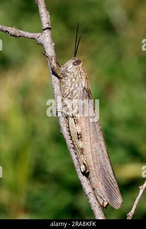 Egyptian migratory grasshopper, Camargue, Provence, South of France (Anacridium aegypticum), Egyptian cricket Stock Photo