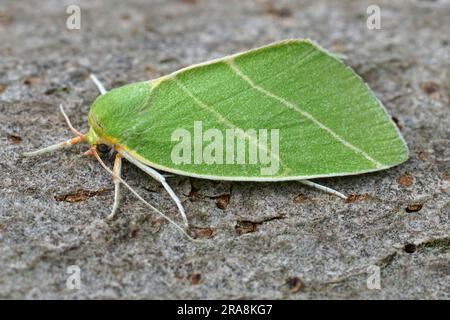 Detailed Closeup on the colorful green Scarce Silver-lines owlet moth, Bena bicolorana Stock Photo