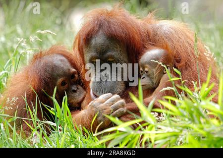 Sumatran orangutan, female with young (Pongo pygmaeus abelii) Stock Photo