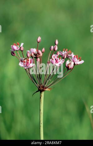 Flowering rush (Butomus umbellatus), North Rhine-Westphalia, White flower bulrush, Germany Stock Photo