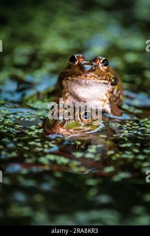 Frog in water. Two pool frogs swimming. Pelophylax lessonae. European frog. Stock Photo