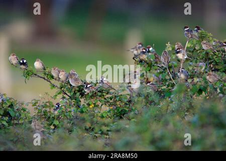 Spanish Sparrow (Passer hispaniolensis), Portugal Stock Photo
