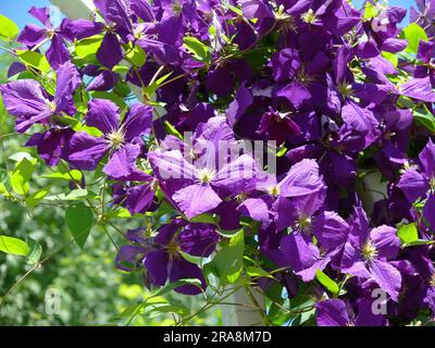 Clematis hybrid purple flowering Stock Photo