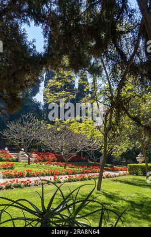 Landscaping. View of a small park with neat paths, palm trees and geraniums Stock Photo