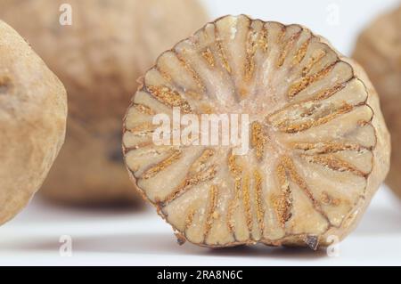 Nutmeg, sliced (Myristica fragrans) Stock Photo