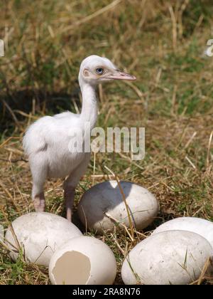 Nandu, chicks and Greater rhea (Rhea americana) Stock Photo