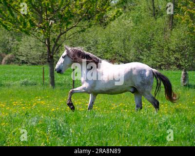 Pura Raza Espanola, Iberian horse, lateral Stock Photo