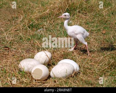 Nandu, white chick and Greater rhea (Rhea americana) Stock Photo