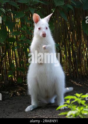 Young Red necked wallaby (Macropus rufogriseus) Stock Photo