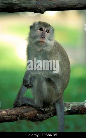 Long-tailed Macaque, female, Singapore, Crab-eating Macaque (Macaca fascicularis) Stock Photo