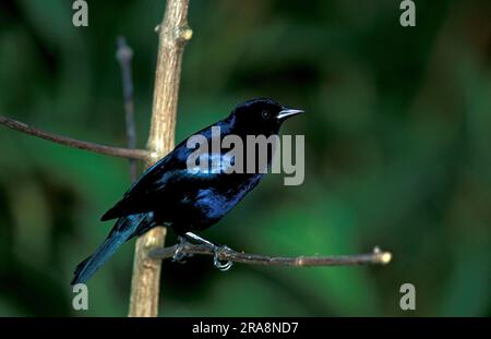 Blue-black Grassquit, male, Asa Wright nature centre, Trinidad (Volatinia jacarina), Caribbean Stock Photo