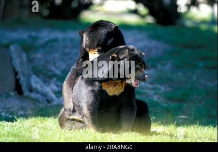 Malayan Sun Bears (Helarctos malayanus), pair Stock Photo