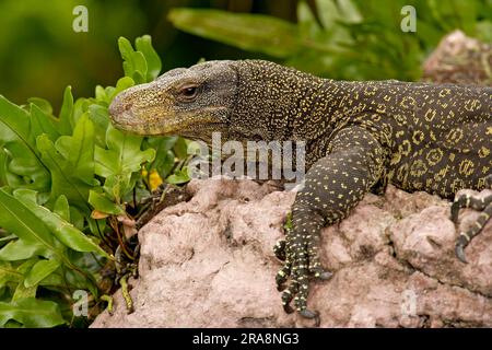 Crocodile Monitor (Varanus salvadorii) Stock Photo