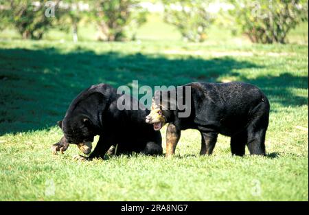Malayan Sun Bears (Helarctos malayanus), pair Stock Photo