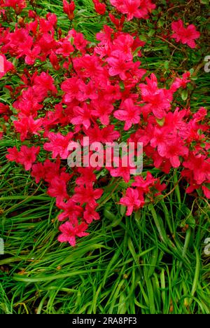 Japanese azalea (Rhododendron x obtusum) Stock Photo