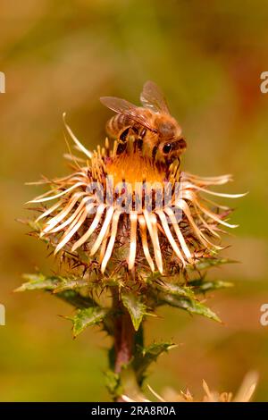 Bee on golden thistle, common boarwort (Carlina vulgaris) Stock Photo