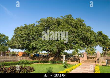 A huge banyan (Ficus benghalensis) tree near Durga temple Complex, Aihole, Karnataka, South India, India, Asia Stock Photo