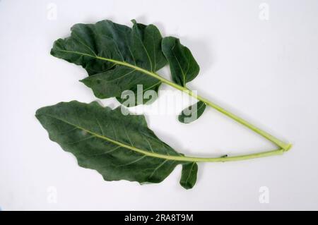 Kohlrabi (Brassica oleracea var. gongylodes) Cabbage leaves Stock Photo